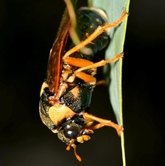 Perga affinis at Warrandyte, VIC - 28 Mar 2025 06:45 PM