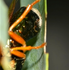 Perga affinis at Warrandyte, VIC - 28 Mar 2025 06:45 PM
