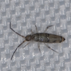 Entomobryomorpha (order) at Melba, ACT - 2 Apr 2025 11:33 PM