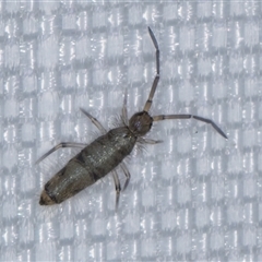 Entomobryomorpha (order) at Melba, ACT - 2 Apr 2025 11:33 PM