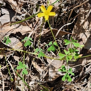 Oxalis sp. at Keinbah, NSW - 7 Apr 2025 11:24 AM