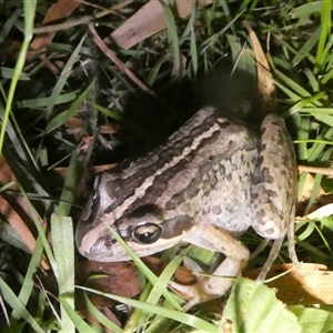 Limnodynastes peronii at Charleys Forest, NSW - suppressed