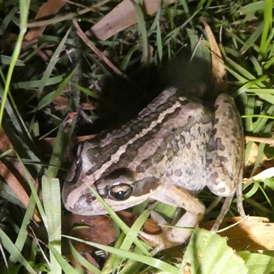 Limnodynastes peronii (Brown-striped Frog) at Charleys Forest, NSW - 20 Mar 2025 by arjay