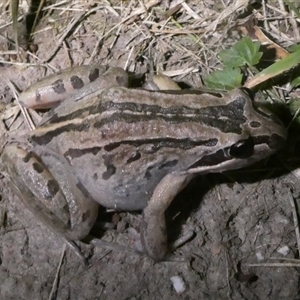 Limnodynastes peronii at Charleys Forest, NSW - suppressed