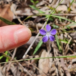 Wahlenbergia sp. at Keinbah, NSW - 7 Apr 2025 11:25 AM