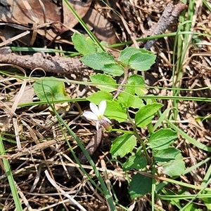 Lobelia purpurascens at Keinbah, NSW - 7 Apr 2025 11:28 AM