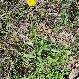 Senecio madagascariensis at Keinbah, NSW - 7 Apr 2025 11:29 AM