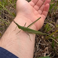 Acrida conica (Giant green slantface) at Goulburn, NSW - 1 Apr 2025 by bryanecology