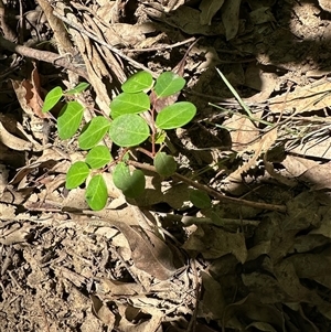 Breynia oblongifolia at Kangaroo Valley, NSW - 7 Apr 2025 12:11 PM