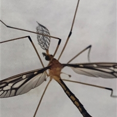 Ptilogyna sp. (genus) at Kungala, NSW - 7 Apr 2025 12:31 PM