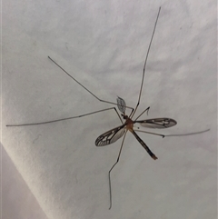 Ptilogyna sp. (genus) at Kungala, NSW - 7 Apr 2025 12:31 PM