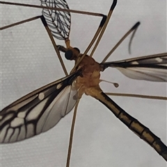 Ptilogyna sp. (genus) at Kungala, NSW - 7 Apr 2025 12:31 PM