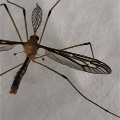 Ptilogyna sp. (genus) at Kungala, NSW - 7 Apr 2025 12:31 PM