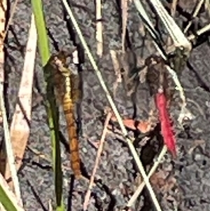 Orthetrum villosovittatum at Dunbogan, NSW - 7 Apr 2025 10:39 AM
