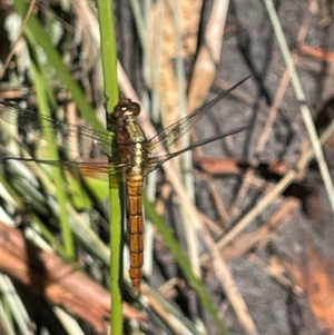 Orthetrum villosovittatum at Dunbogan, NSW - 7 Apr 2025 10:38 AM