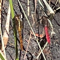 Orthetrum villosovittatum at Dunbogan, NSW - 7 Apr 2025 10:38 AM