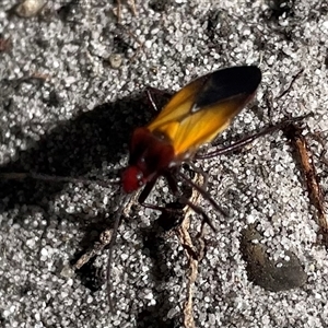 Oncopeltus (Oncopeltus) sordidus at Dunbogan, NSW - 7 Apr 2025 10:41 AM