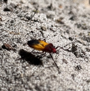Oncopeltus (Oncopeltus) sordidus at Dunbogan, NSW - 7 Apr 2025 10:41 AM