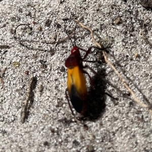 Oncopeltus (Oncopeltus) sordidus at Dunbogan, NSW - 7 Apr 2025 10:41 AM