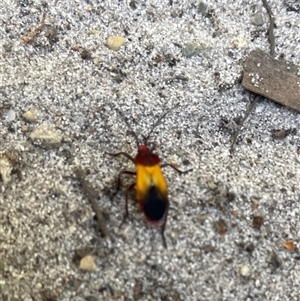 Oncopeltus (Oncopeltus) sordidus at Dunbogan, NSW - 7 Apr 2025 10:41 AM