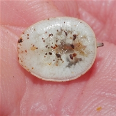 Microdontinae (subfamily) at Freshwater Creek, VIC - 6 Apr 2025 04:46 PM