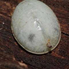 Microdontinae (subfamily) at Freshwater Creek, VIC - 6 Apr 2025 04:46 PM