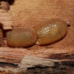 Microdontinae (subfamily) at Freshwater Creek, VIC - 6 Apr 2025 04:46 PM