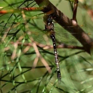 Dendroaeschna conspersa at Acton, ACT - 7 Apr 2025 11:21 AM