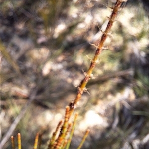 Casuarina cunninghamiana subsp. cunninghamiana at Watson, ACT - suppressed