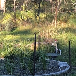 Eopsaltria australis at Kungala, NSW - 7 Apr 2025 04:19 PM