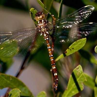Dendroaeschna conspersa (Wide-faced Darner) at Acton, ACT - 9 Mar 2025 by KorinneM