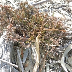 Dillwynia sericea (Egg And Bacon Peas) at Cooma, NSW - 7 Apr 2025 by mahargiani