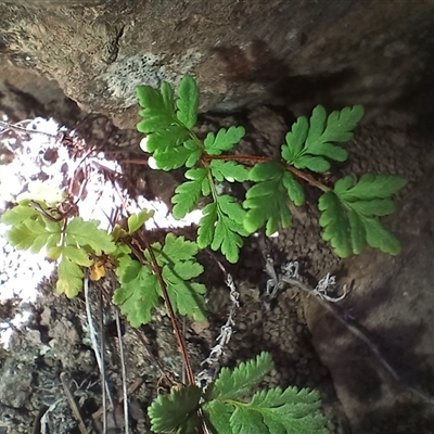 Cheilanthes sieberi subsp. sieberi (Mulga Rock Fern) at Cooma, NSW - 7 Apr 2025 by mahargiani