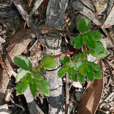 Gonocarpus tetragynus (Common Raspwort) at Cooma, NSW - 7 Apr 2025 by mahargiani