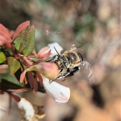 Amegilla sp. (genus) (Blue Banded Bee) at Bungendore, NSW - 7 Apr 2025 by clarehoneydove