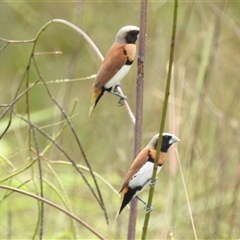 Lonchura castaneothorax at Katherine South, NT - 2 Apr 2025 by HelenCross