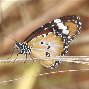 Danaus petilia at Katherine South, NT - 2 Apr 2025 12:56 PM