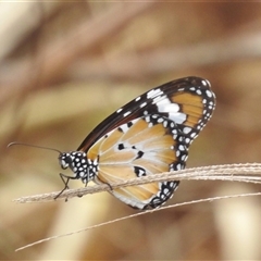 Danaus petilia at Katherine South, NT - 2 Apr 2025 12:56 PM