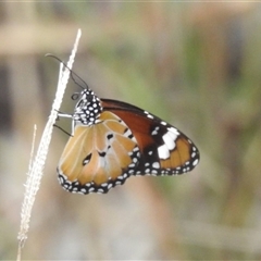 Danaus petilia at Katherine South, NT - 2 Apr 2025 12:56 PM