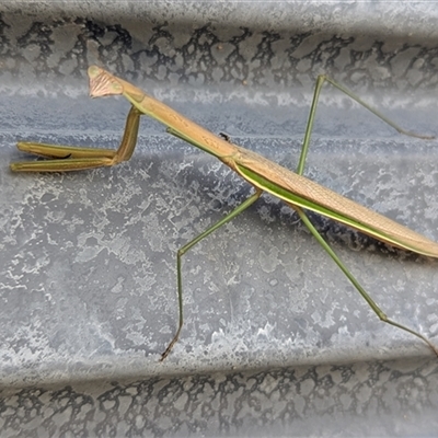 Unverified Praying mantis (Mantodea) at Katherine South, NT - 3 Apr 2025 by HelenCross