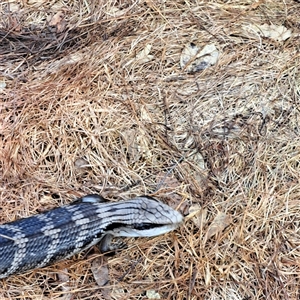 Tiliqua scincoides scincoides at Watson, ACT - 7 Apr 2025 10:02 AM