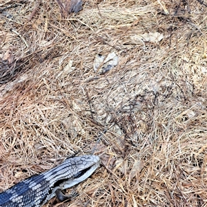 Tiliqua scincoides scincoides at Watson, ACT - 7 Apr 2025 10:02 AM