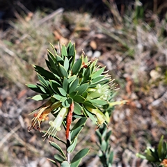 Styphelia triflora (Five-corners) at Watson, ACT - 7 Apr 2025 by abread111