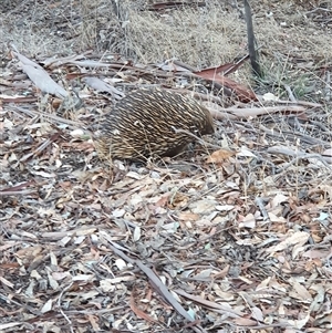 Tachyglossus aculeatus at Bowning, NSW - 7 Apr 2025 05:41 PM