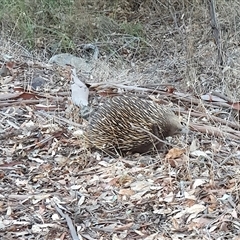 Tachyglossus aculeatus at Bowning, NSW - 7 Apr 2025 05:41 PM