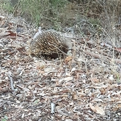 Tachyglossus aculeatus at Bowning, NSW - 7 Apr 2025 05:41 PM
