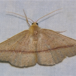 Idiodes apicata at Bolivia, NSW - suppressed