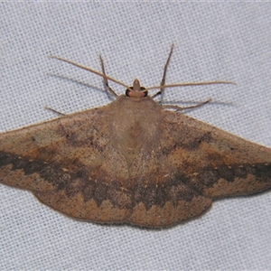 Idiodes apicata at Bolivia, NSW - suppressed