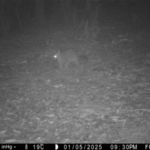 Trichosurus vulpecula at Ballyroe, NSW - suppressed