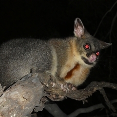 Trichosurus vulpecula at Ballyroe, NSW - suppressed